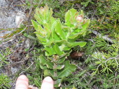 Morella kraussiana