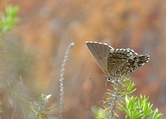 Lepidochrysops robertsoni