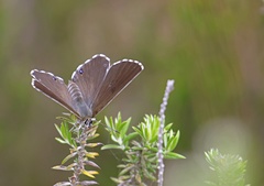 Lepidochrysops robertsoni
