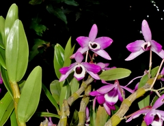 Dendrobium nobile