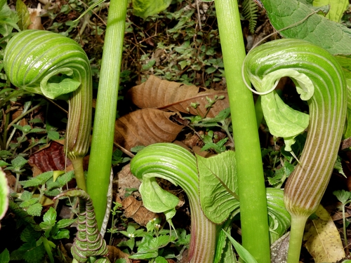 Arisaema galeatum
