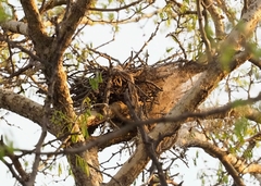 Micronisus gabar gabar