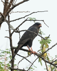 Micronisus gabar gabar