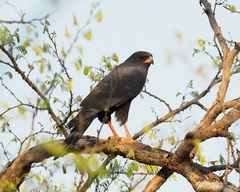 Micronisus gabar gabar