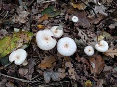 Clitocybe metachroa