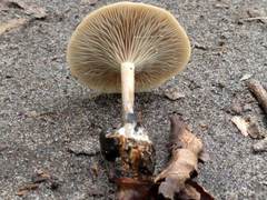 Clitocybe metachroa