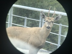 Hippocamelus bisulcus