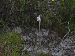 Trachyandra hirsutiflora
