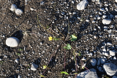 Caltha palustris membranacea
