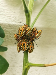 Pachylis nervosus