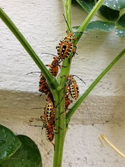 Pachylis nervosus