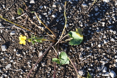 Caltha palustris membranacea