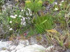 Serruria decumbens