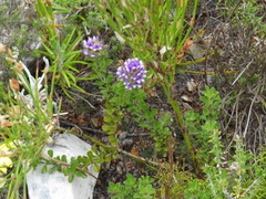 Psoralea fruticans
