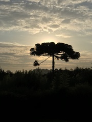 Araucaria angustifolia