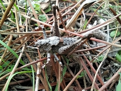 Thyreonotus bidens