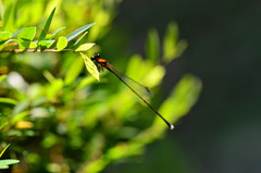 Prodasineura croconota
