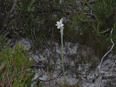 Trachyandra hirsutiflora