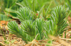 Leobordea foliosa
