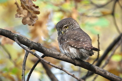 Glaucidium passerinum