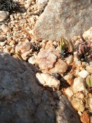 Trachypetrella anderssonii