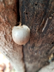 Lycogala flavofuscum