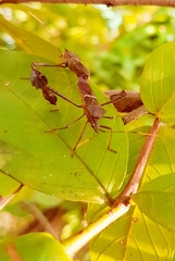 Leptoglossus concolor