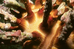 Chondrocidaris gigantea image