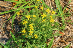 Osteospermum muricatum muricatum