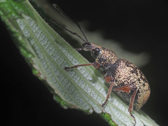 Otiorhynchus lepidopterus