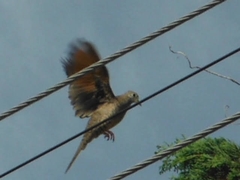 Columbina inca