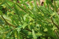 Osteospermum muricatum muricatum