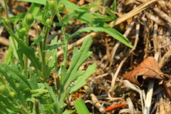 Osteospermum muricatum muricatum