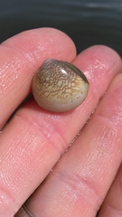 Laevicardium mortoni