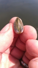 Laevicardium mortoni