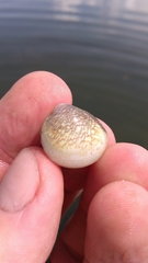 Laevicardium mortoni