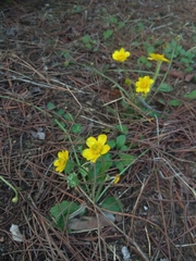 Ranunculus bullatus