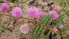 Mimosa rupertiana