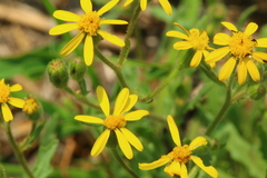 Osteospermum muricatum muricatum