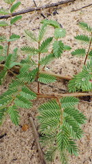 Mimosa rupertiana
