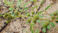 Mimosa rupertiana