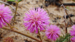 Mimosa rupertiana