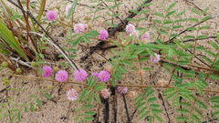 Mimosa rupertiana