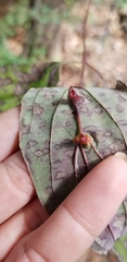 Craneiobia tuba