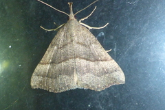 Hypena atomaria