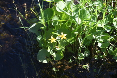 Caltha serotina