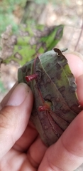 Craneiobia tuba