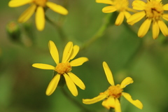 Osteospermum muricatum muricatum