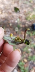 Craneiobia tuba
