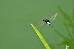 Pseudothemis zonata
